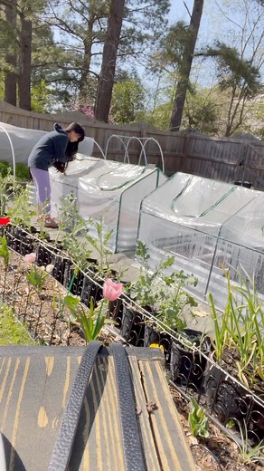 1.5K views · 24 reactions | Checking on my precious ginger! Lol, They said, why do you have to plant ginger? You can always get them from the Asian supermarket! Well, I can always just buy all the flowers, fruits and vegetables I planted but it’s not that, it’s the joy the sprouts and greens bring me when I see them coming to life.❤️ #backyardgarden #costandcooksgarden #plantsmakepeoplehappy #organicgardening | Cost and Cooks Channel | Facebook