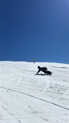 Unbeatable Zebra Tree: Trust Me, It's a Game Changer