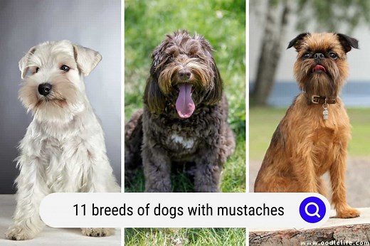 11 Breeds Of Dogs With MUSTACHES (with Photos!) - OodleLife®