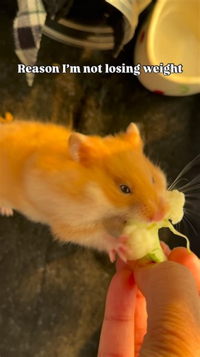 Sushi Chan on Instagram: "Diet starts tomorrow…. #reels #viral #explore #fyp #pets"