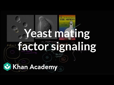 Cell signaling in yeast reproduction