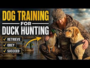 Advanced Duck‑Hunting Dog Training