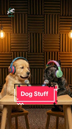 Essential Dog Products You Need