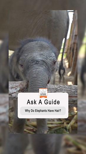 4.6K views · 71 reactions | Ask A Guide | Why Do Elephants Have Hair? | Elephant Jungle Sanctuary | Facebook