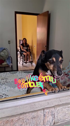 Junte se a nós #petsfofinhos #cuteanimals #dogshorts #seguidores