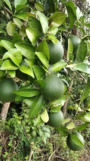 orange groves bearing heavy fruit