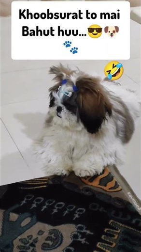 #khoobsurat #shorts#viral#ytshorts #cutepuppy #funny #love #cute #pets #dog #dogs #shihtzu #petshub