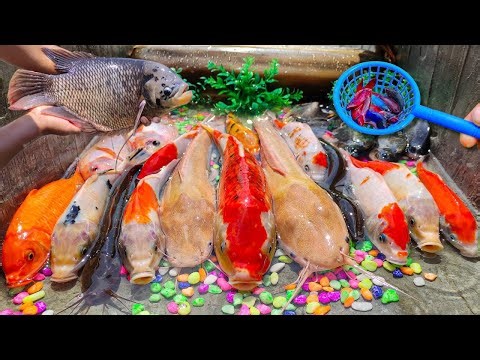 Mencari banyak ikan hias, kura-kura, ikan gurame, ikan koi, ikan sapu-sapu, ikan mujair, ikan mas