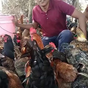 Mwl-Kuku FARM MFAHAMU KUKU AINA YA NEW HAMPSHIRE REDS (WENGI HUWAITA ISRAEL)* ✓✓Asili ni America ✓✓Hutaga Mayai mengi kwa mwaka, ✓✓Hujenga nyama haraka, jogoo kilo 4 Na tetea kilo 3 ✓✓Hubalehe Na kuanza kutaga miezi mi 5 tangu kifaranga. ✓✓Ni wekundu Na Wapole, ✓✓Wanakula gramu 130 kwa siku kwa kuku mkubwa mtagaji *TUPO DAR ES SALAAM-GOBA-MWENGE-KIMARA-MABIBO nk* | mwalimu_kukufarm