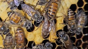 The queen bee surrounded by bees. Queen Bee lays eggs in a honeycomb. Indian honey bee, Apis cerena Indica.