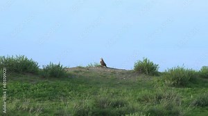 Hunter predator hawk is bird of prey in genus buteo.Falcon falco birds of raptors wild wildlife kite buzzard harrier nature perched perching accipiter caracaras cinematic birding falconidae free 4K