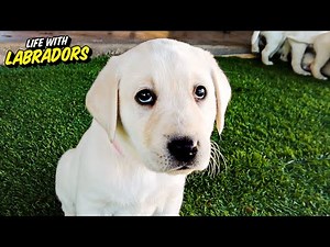 These Labrador Puppies Will Make You Smile!!