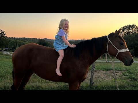 Gentle,safe, 5 year old trail horse