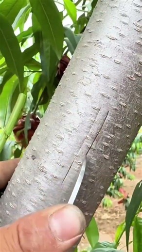 How to Graft a Tree Using Hole Method #shorts