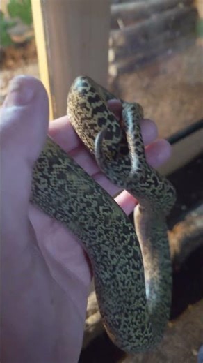 Austin the dwarf granite Burmese python 👀 His colouration is amazing🐍 #burmesepython #pythons