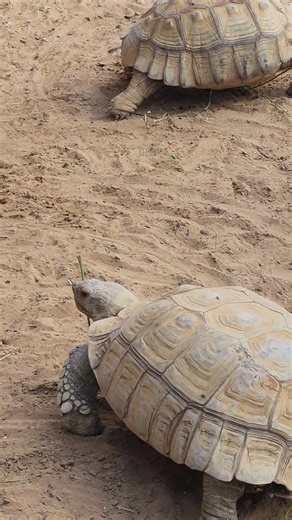 How slowly does a turtle walk? #turtle #travelvlog #australia #animals #wildlife