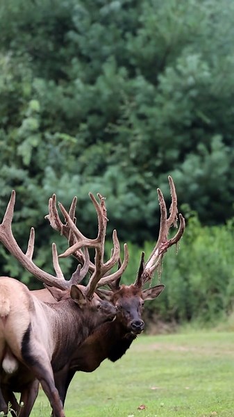 Double awesome Elk bulls shedding antler velvet
