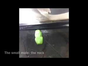 My red eyed tree frog breeding setup in 1 minute!