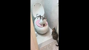 Two well-trained cats take turns using household toilet in Liaoning, China