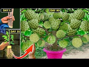 how to grow custard apple on banana tree cut | custard apple growing amazing trick