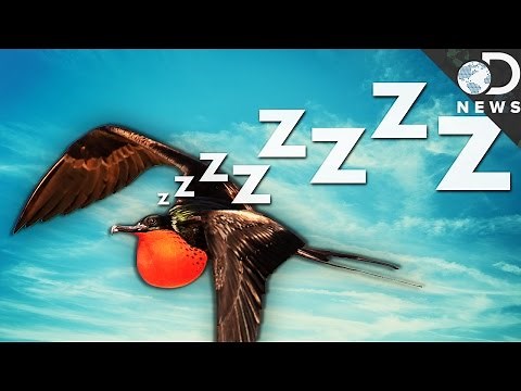 How Can Birds Sleep While They're Flying?