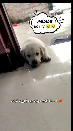 பட்டு குழந்தை பருவத்தில் #funny #new #web #love #creative