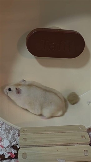 지순이 팡팡! 궁디 팡팡!