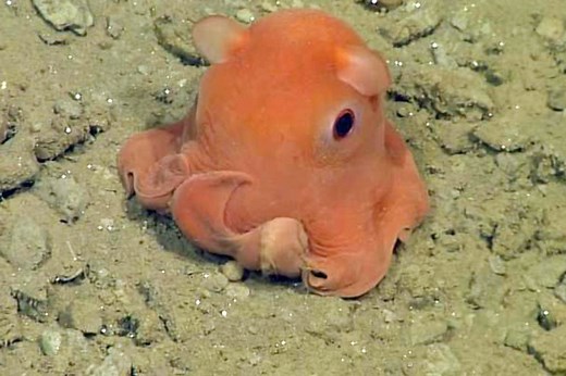 This Tiny Octopus Is So Cute Scientists Just Might Name It 'Adorabilis'
