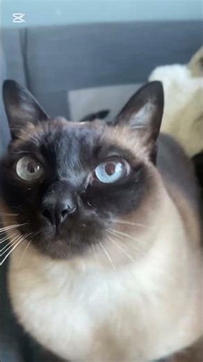 This trend❤️‍🩹 woah cat reveal 🤯#dandysworld #miku #edit #fypシ #cat #memes