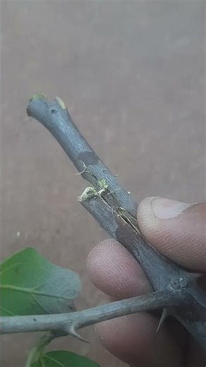 EASY Fruit Planting Ideas You Can Do At Home