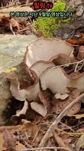 They say that lingzhi mushrooms grow like this!!