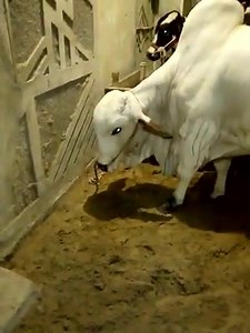 13K views · 901 reactions | Azizabad Al farooq masjid, Azizabad Atif bhai k qurbani k janwar aj un k ghr agae Masha Allah ❤ | Karachi Sohrab Goth Cow Mandi-Bakra Eid In Pakistan | Facebook