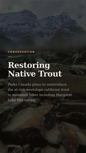 Parks Canada Restores Westslope Cutthroat Trout in Banff