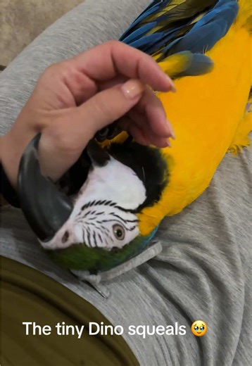 Cuddle Moments with a Vandal Macaw