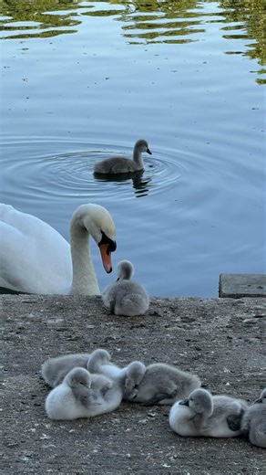 dreams come true🥰🧚‍♀️#dream #dreambig #uk #uklife #nurses