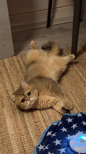 Lazy cat 😺 #cat #cute #funnycat