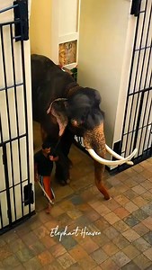 214K views · 11K reactions | උරුමය කරා පියනගන හිමිකරු ❤️ දශක තුනක්...