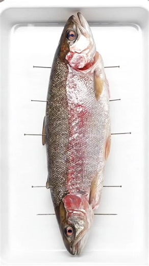 Nature's Clean-Up Crew: Insects Swarm Fish in Time-Lapse