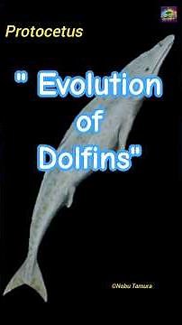 From Land to Sea: Evolution of Dolphins