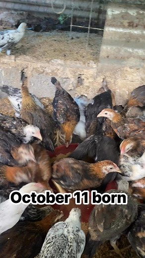 2.2K views · 51 reactions | October 11 born | Ethan Galvanized Maker | Facebook