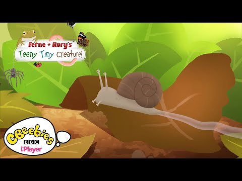 Facts about Snails | Ferne & Rory's Teeny Tiny Creatures | CBeebies