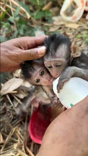 #CuteMonkey #BabyMonkey #FunnyMonkey #MonkeyVideos #MonkeyShorts