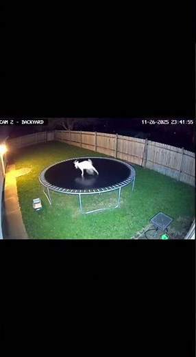 Wild Animals on a Trampoline! Unbelievable Footage