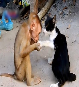 1.1M views · 891 reactions | The naughty and adorable little monkey  #Animal | Monkey New | Facebook