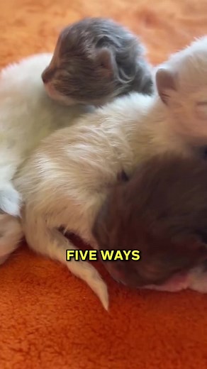 How To Take Care Of (Episode 3): NEWBORN KITTENS 🐱✨