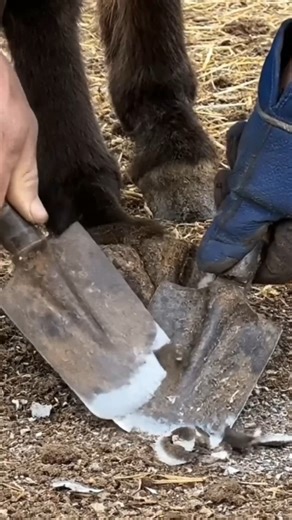 300K views · 1.4K reactions | Donkey care starts with healthy hooves ❤️ #DonkeyCare #HoofTrimming #FarmAnimals #HoofCare #AnimalHealth | Trim Masters | Facebook
