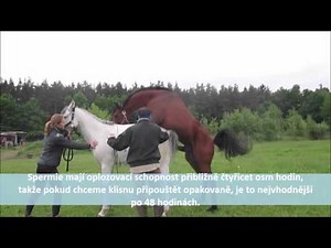 Reprodukce koní - školní projekt