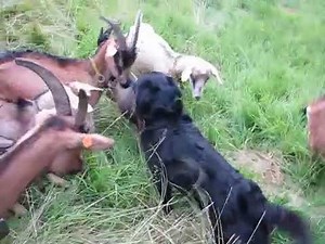 Dog Mating With Goat