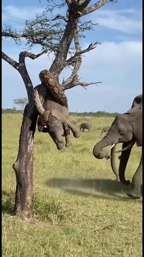 1.7K views | A large python successfully hunted a baby elephant and carried its prey up a small tree for safety. #naturalwildlife #elephant #python | Natural Wildlife | Facebook