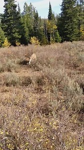 Mountain Lion stalks elk hunter in Idaho Saved by Glock27 warning shots #lions #reelsfb #reelsviral #reelsvideo | Animals TV